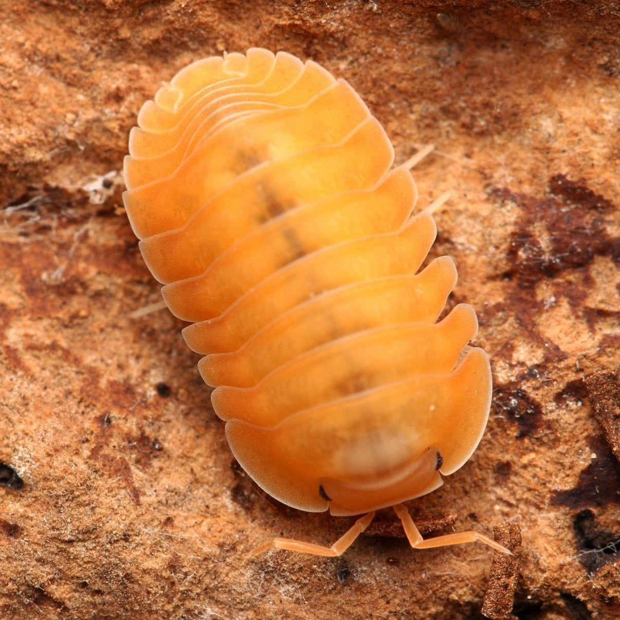 Cubaris sp.“Orange Freezy”