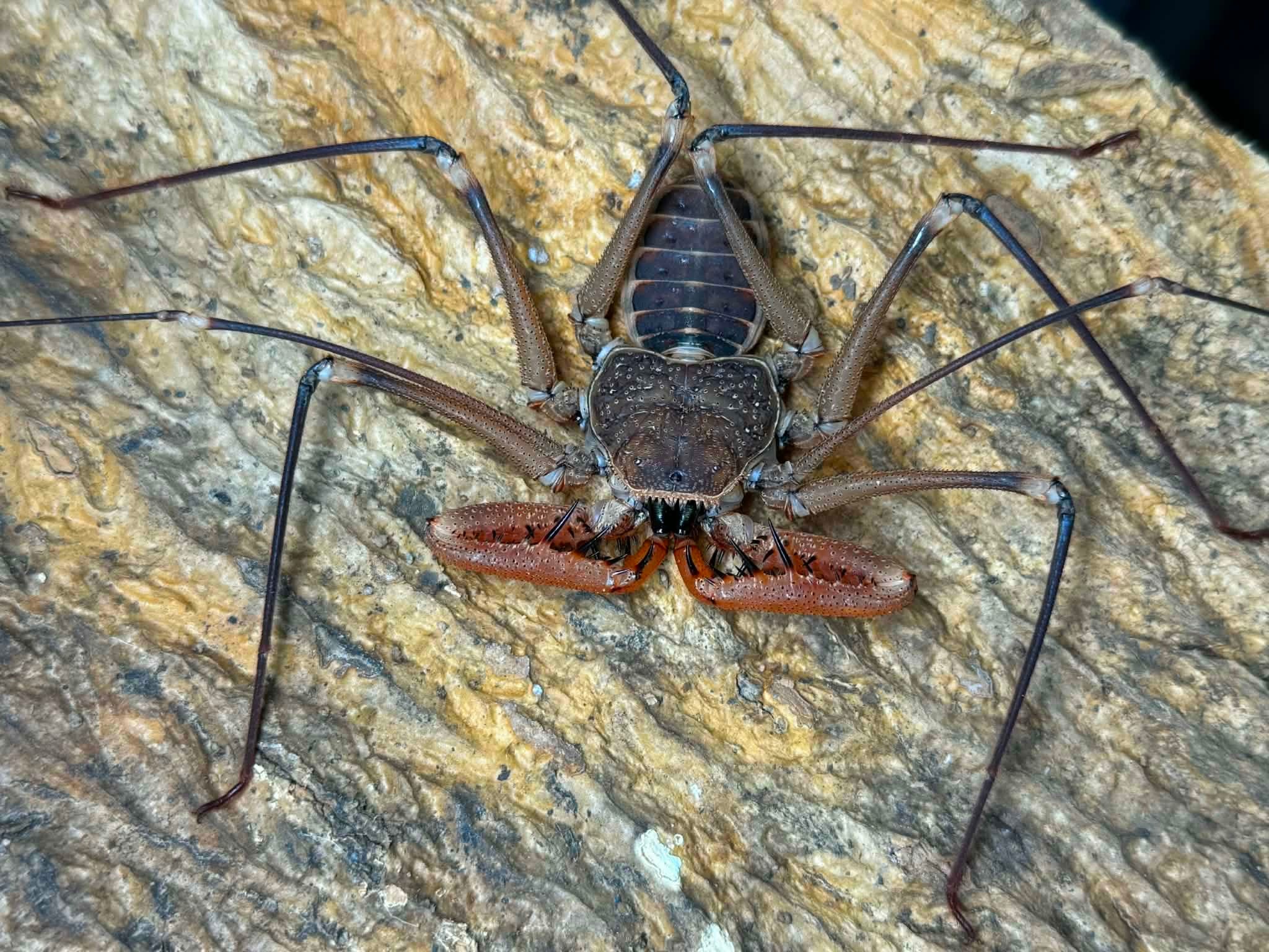 Acanthophrynus coronatus – Baja Whipscorpion | Massive 14–16" Whipspan | Live Arrival Guarantee