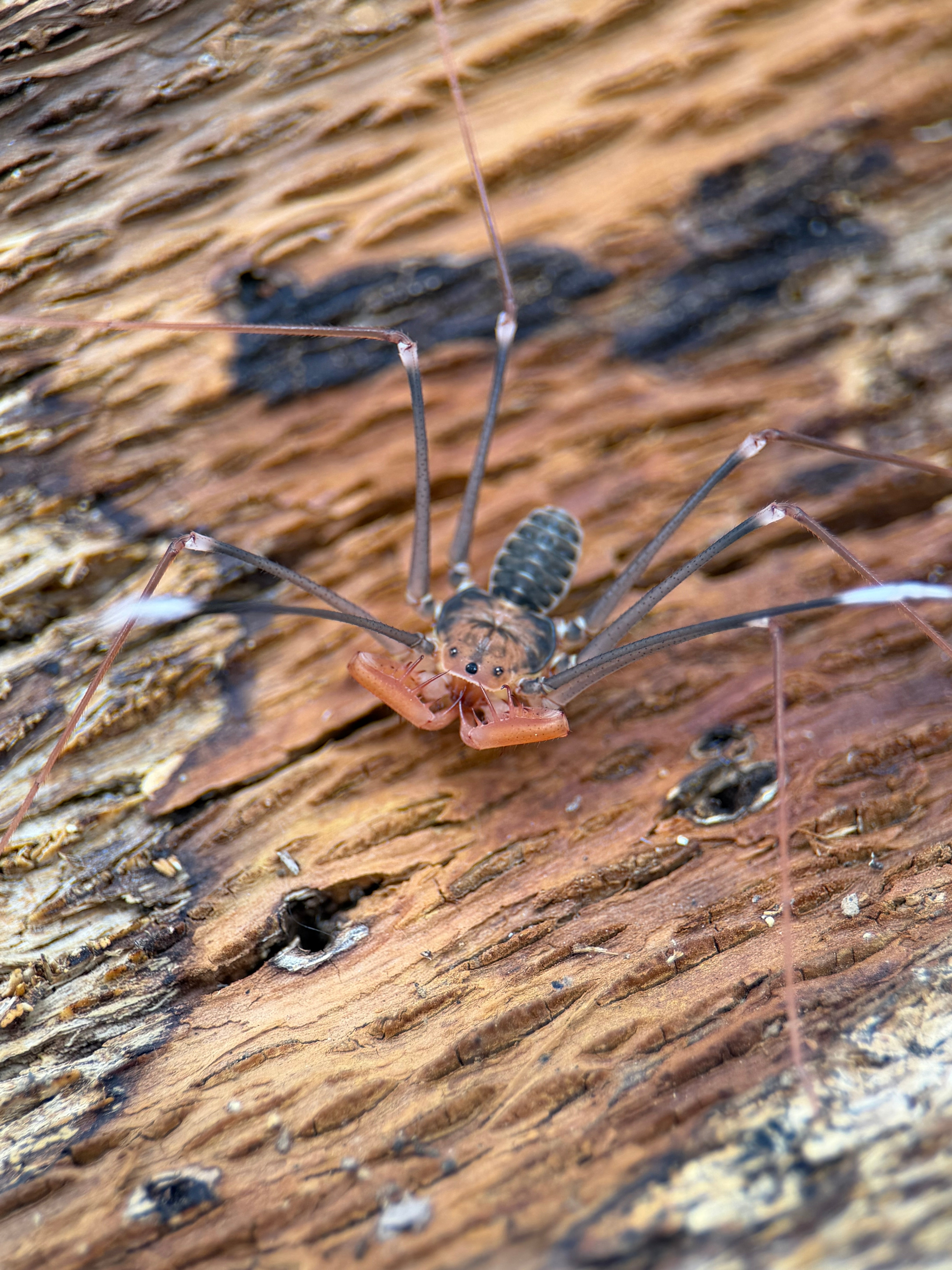 Acanthophrynus coronatus – Baja Whipscorpion | Massive 14–16" Whipspan | Live Arrival Guarantee