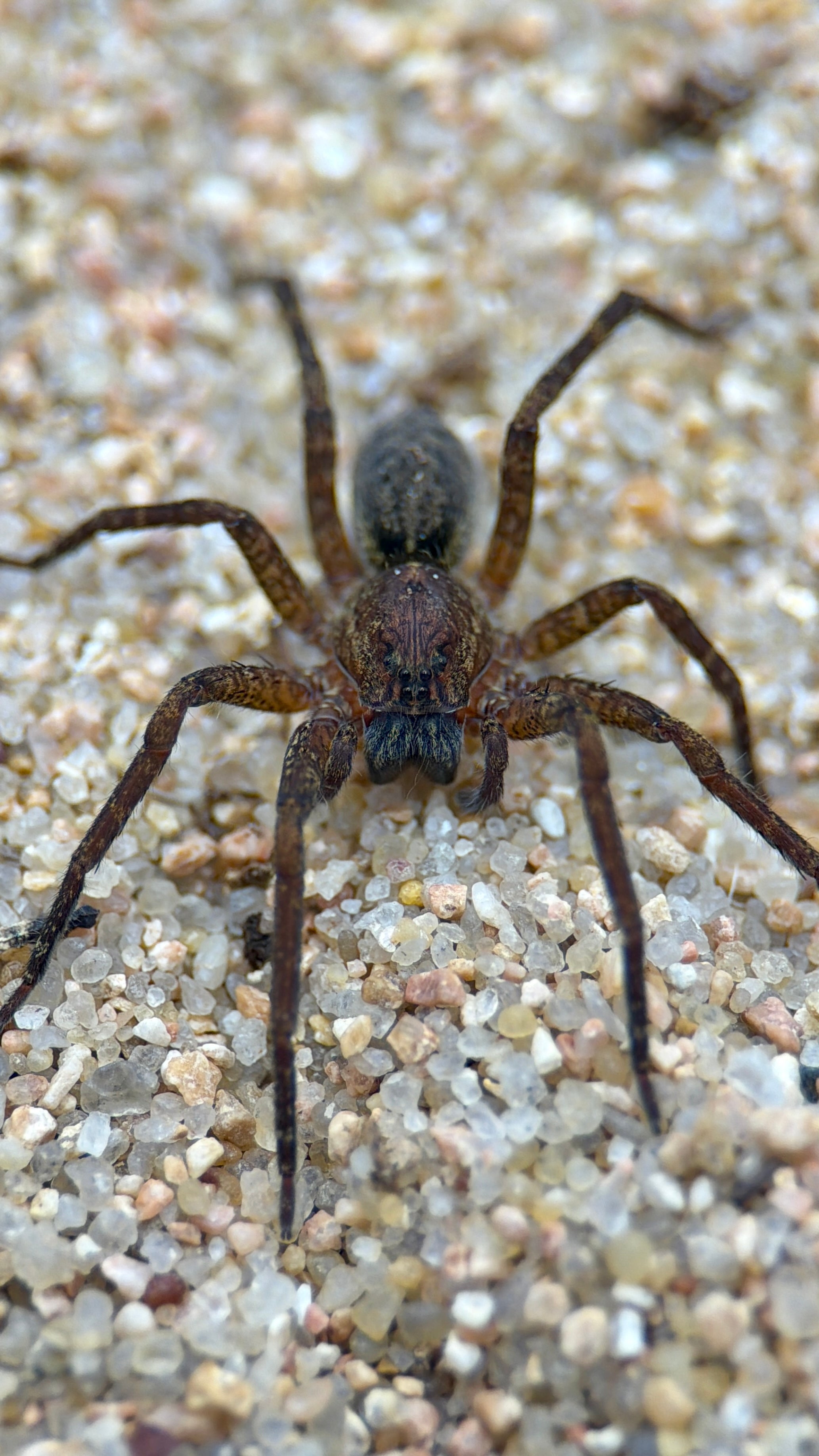 Africactenus sp. Cameroon – Cameroon Red Wandering Spider | Rare African Ctenid | Live Arrival Guarantee