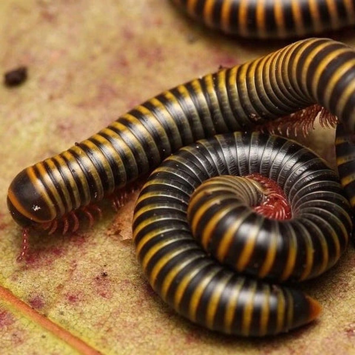 Anadenobolus monillicornis – Bumblebee Millipede | Striking Yellow & Black Species | Live Arrival Guarantee