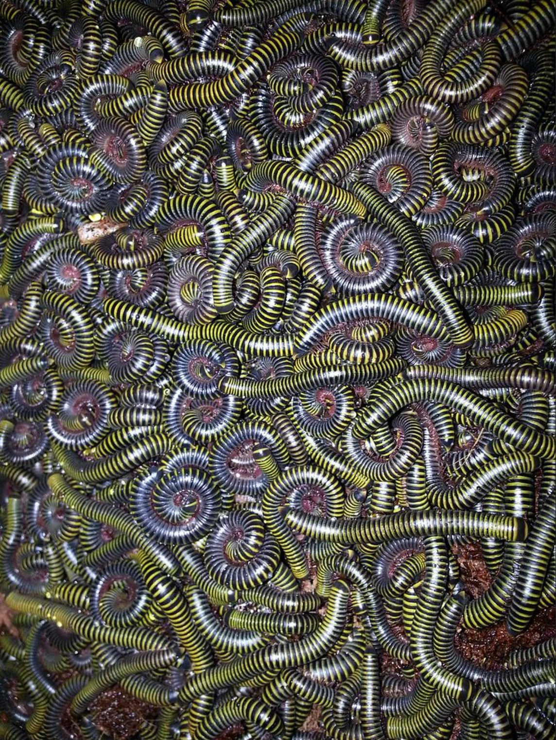 Anadenobolus monillicornis – Bumblebee Millipede | Striking Yellow & Black Species | Live Arrival Guarantee