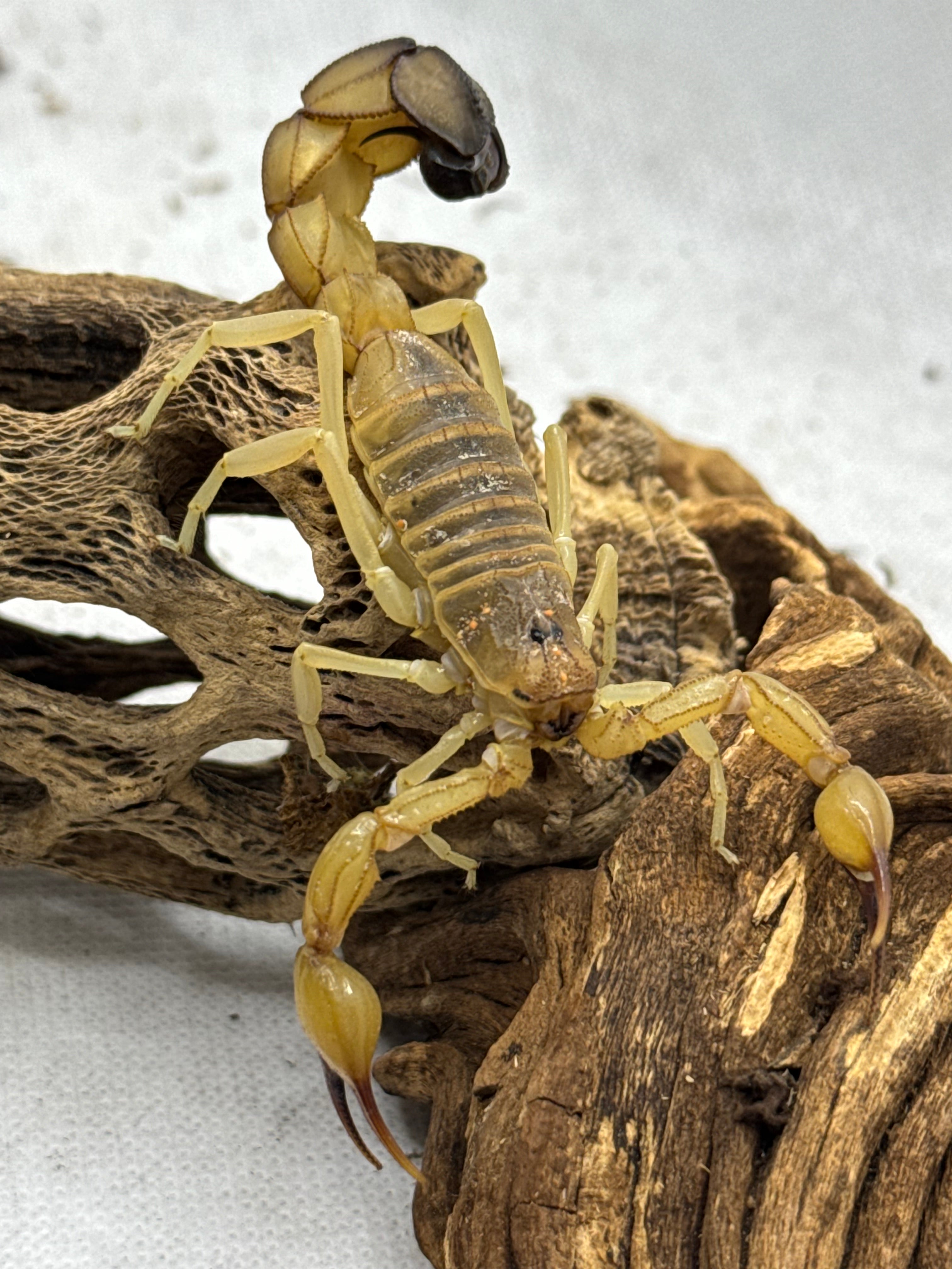Androctonus australis – Yellow Fat Tail Scorpion | Classic North African Species | Live Arrival Guarantee