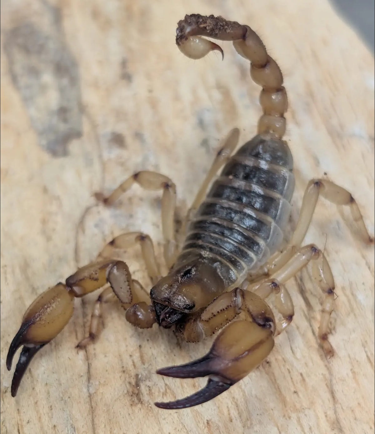 Anuroctonus pocockii bajae – Mafia Scorpion | California Swollen Stinger | Live Arrival Guarantee