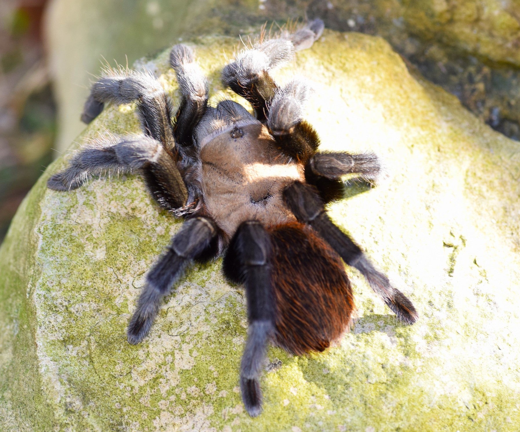Texas Black and Tan Tarantula for Sale - Aphonopelma anax