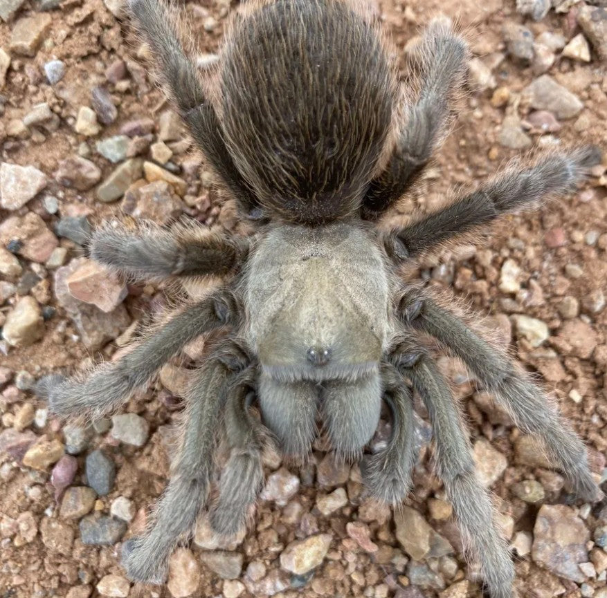 Aphonopelma gabeli – Carlsbad Green Tarantula | Chiricahuan Gray | Live Arrival Guarantee