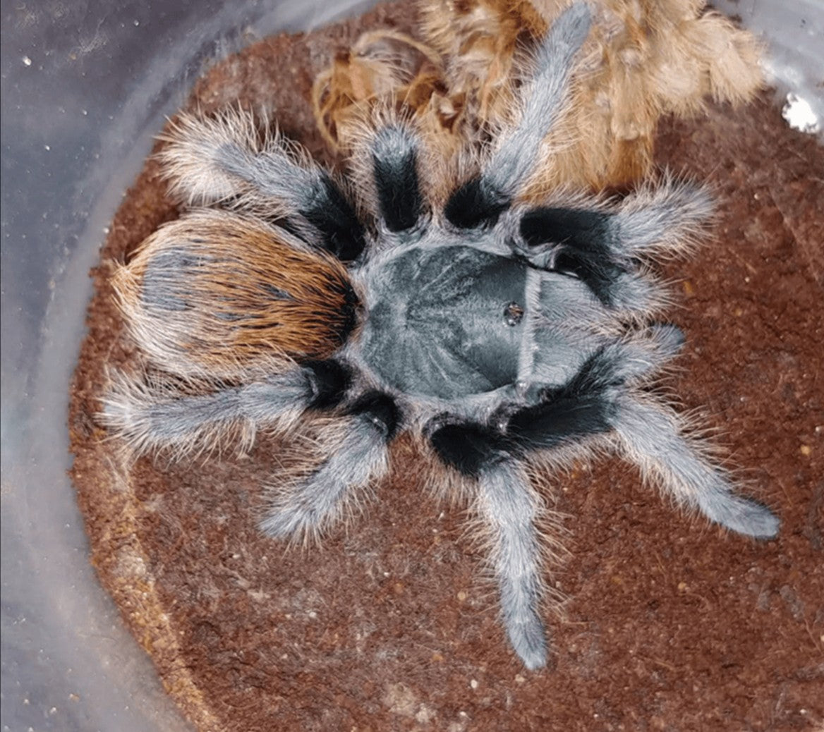 Aphonopelma madera – Madera Canyon Black Tarantula | Live Arrival Guarantee