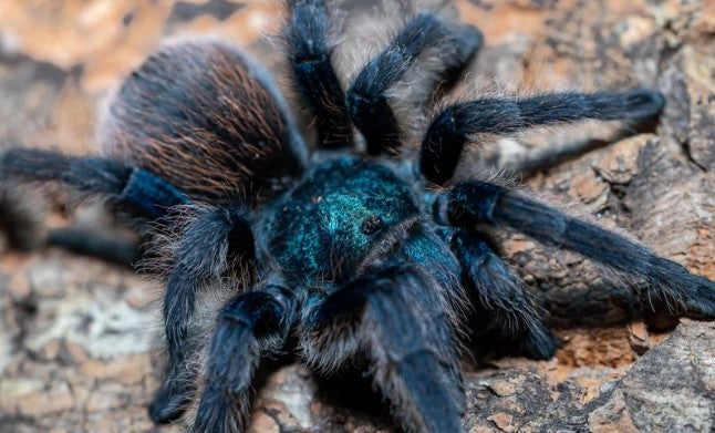 Aphonopelma mooreae – Mexican Jade Fuego Tarantula | Holy Grail New World Species | Live Arrival Guarantee