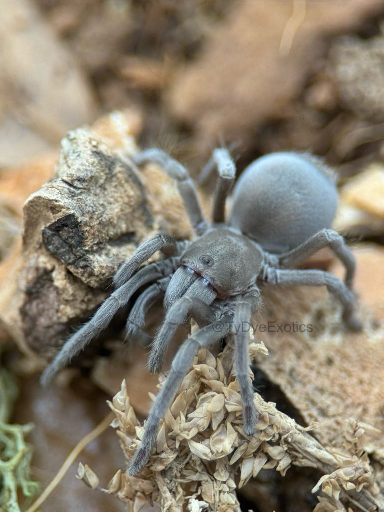 Aphonopelma paloma – Paloma Dwarf Tarantula | Arizona Native | Live Arrival Guarantee