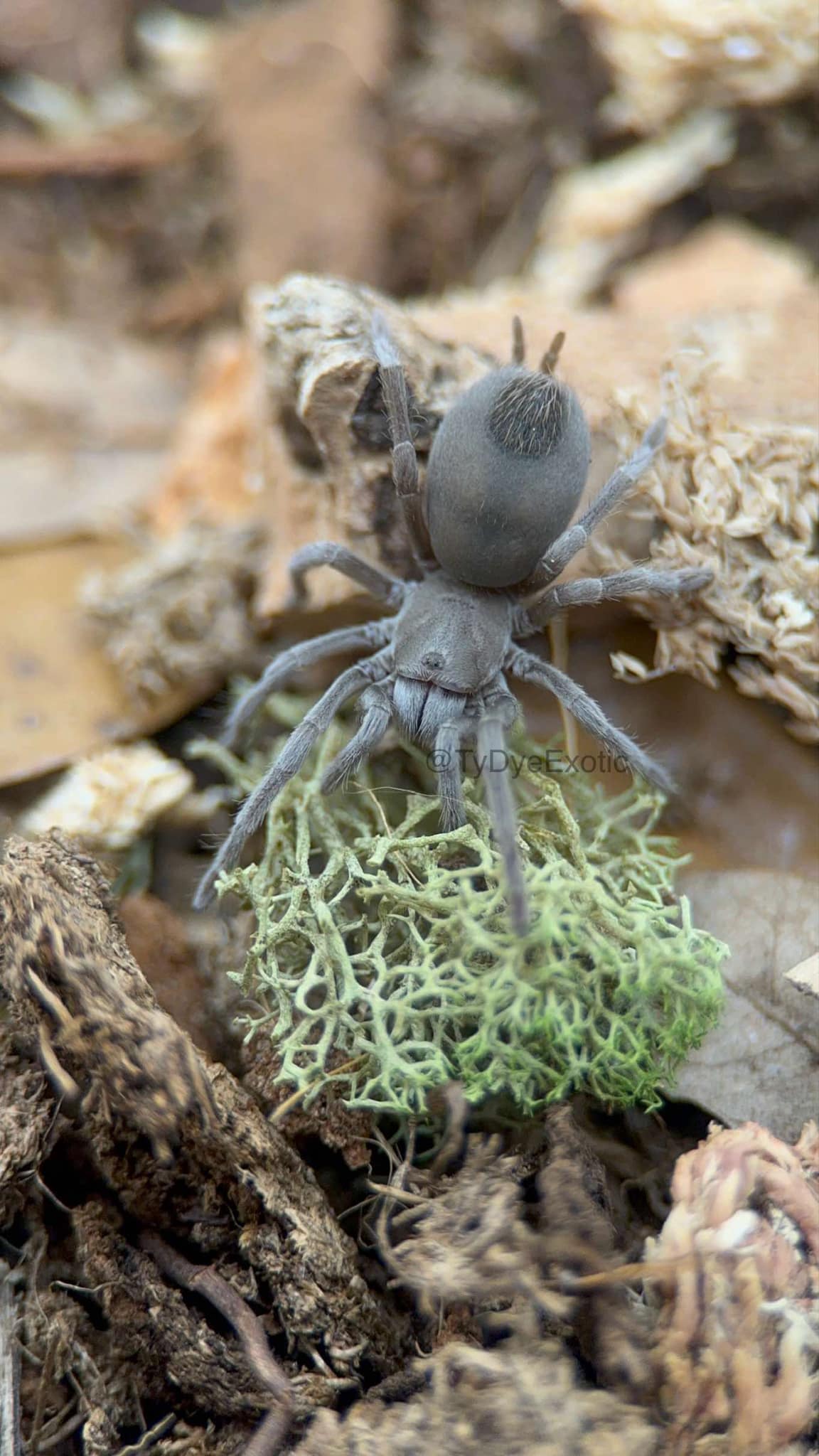 Aphonopelma paloma – Paloma Dwarf Tarantula | Arizona Native | Live Arrival Guarantee