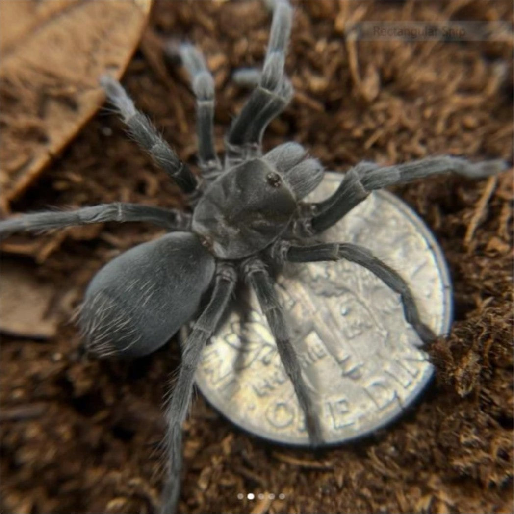 Aphonopelma paloma – Paloma Dwarf Tarantula | Arizona Native | Live Arrival Guarantee