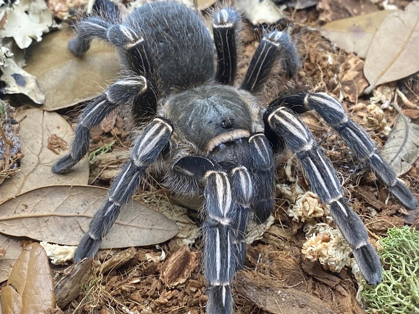 Aphonopelma seemanni - Costa Rican Stripe Knee Tarantula for Sale | Live Arrival Guarantee