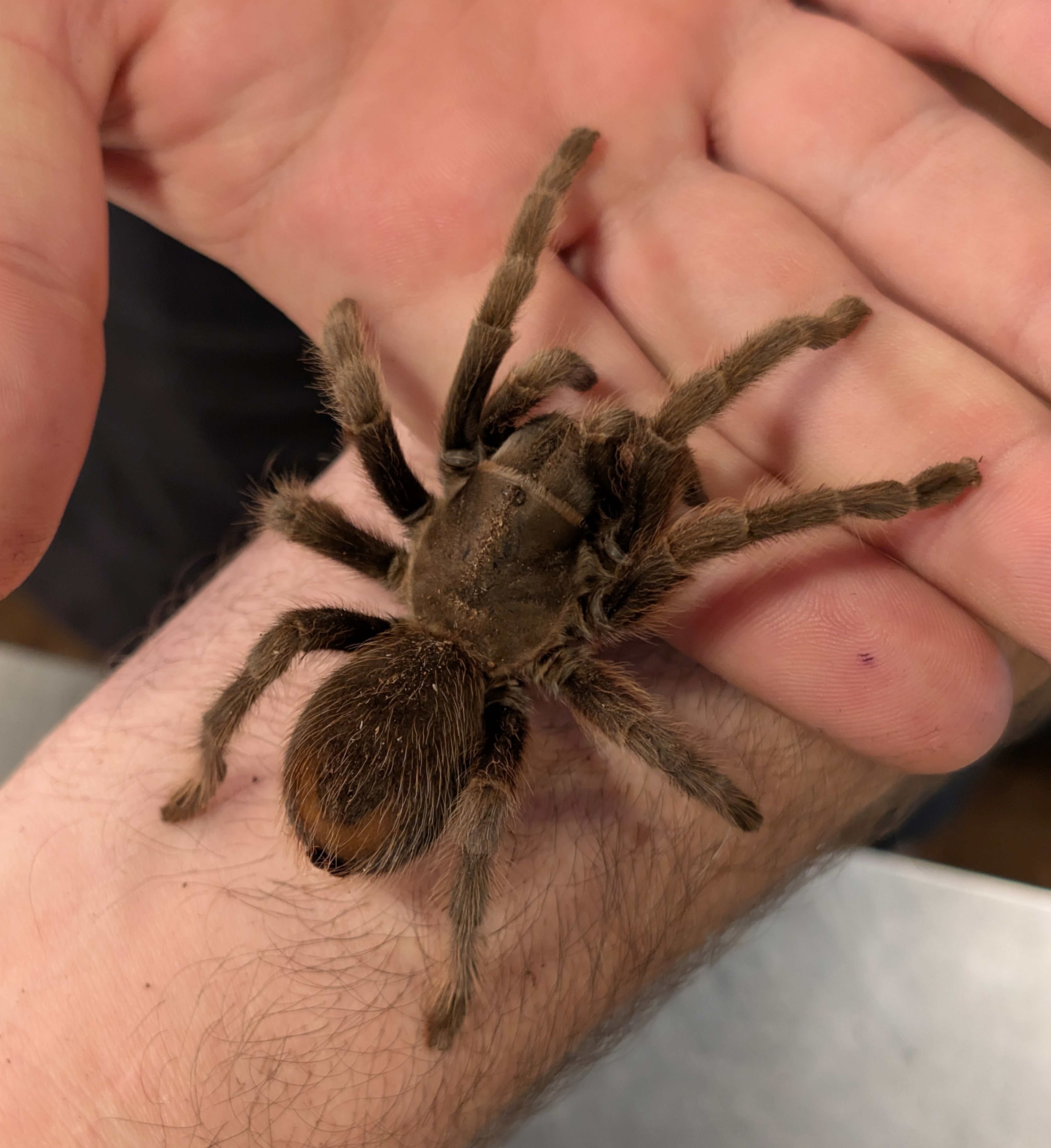 Aphonopelma steindachneri – Steindachner's Ebony Tarantula | Jet-Black New World Beauty | Live Arrival Guarantee