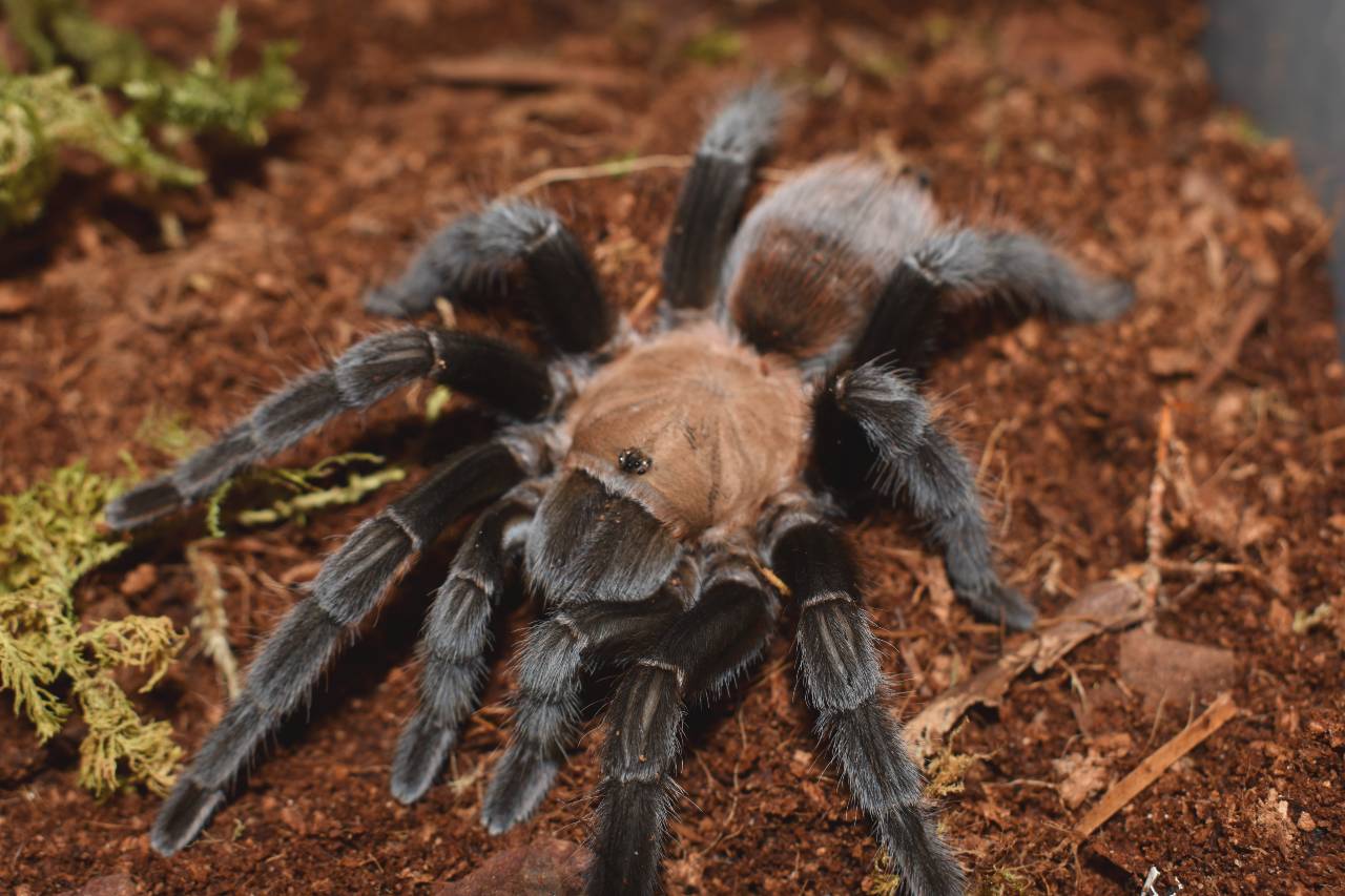 Aphonopelma anax – Texas Black and Tan Tarantula | Hardy Southwestern Species | Live Arrival Guarantee