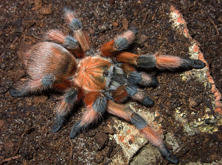 Aphonopelma moderatum – Rio Grande Gold Tarantula | Striking Orange & Black Species | Live Arrival Guarantee