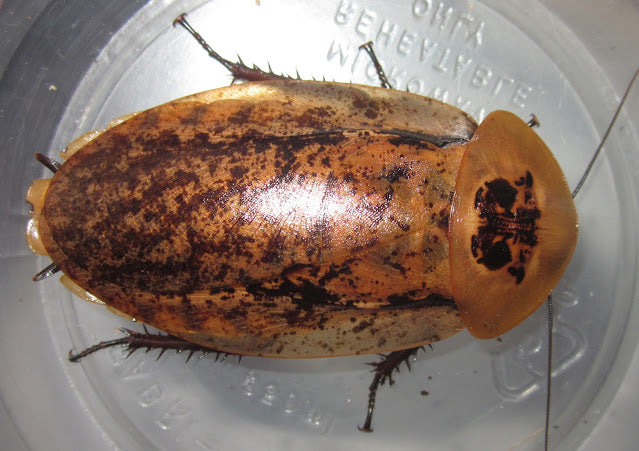 Archimandrita tesselata – Peppered Roach | Large Chunky Display Roach | Live Arrival Guarantee