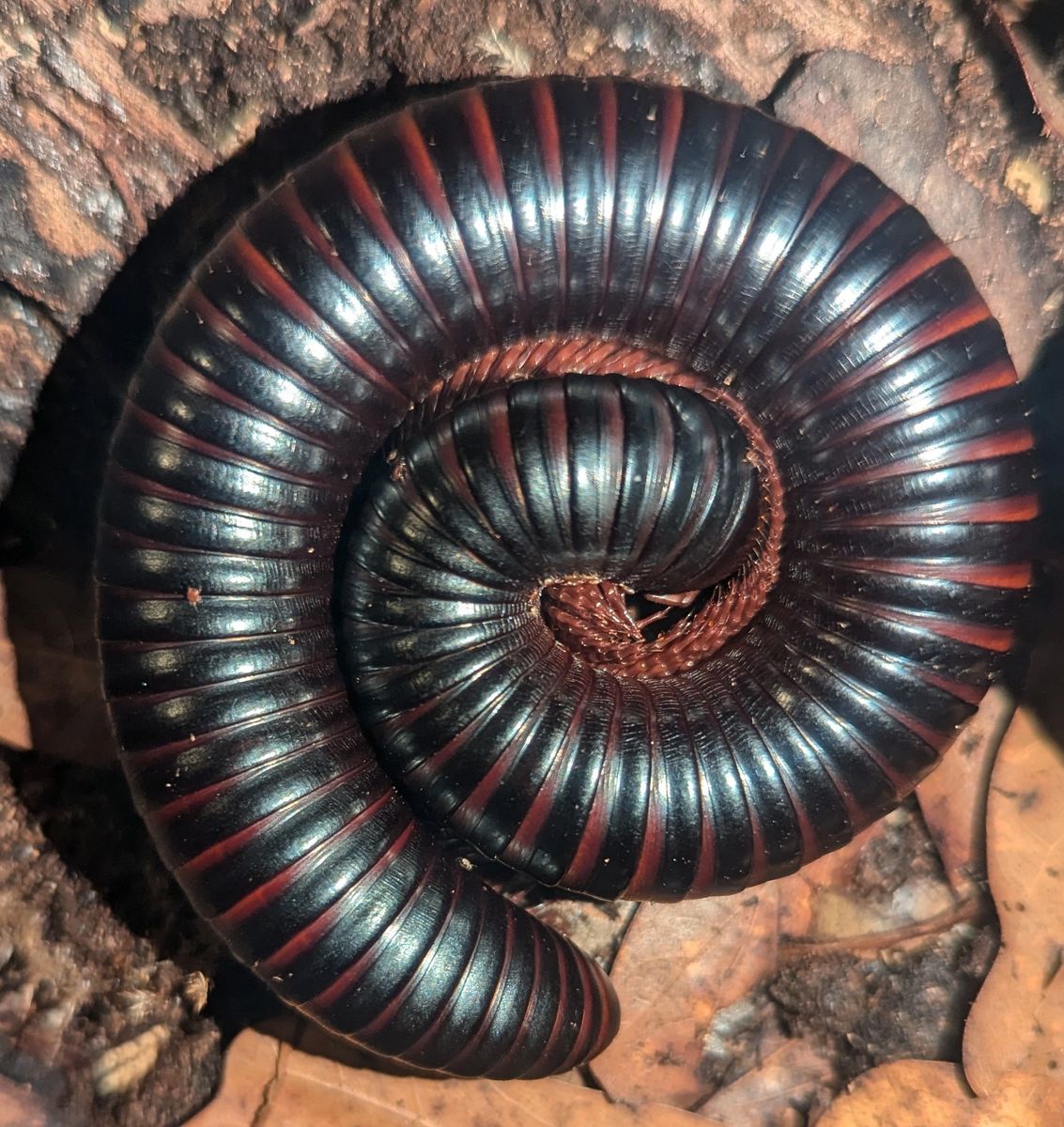 Archispirostreptus gigas – African Giant Millipede | Massive Gentle Giant | Live Arrival Guarantee