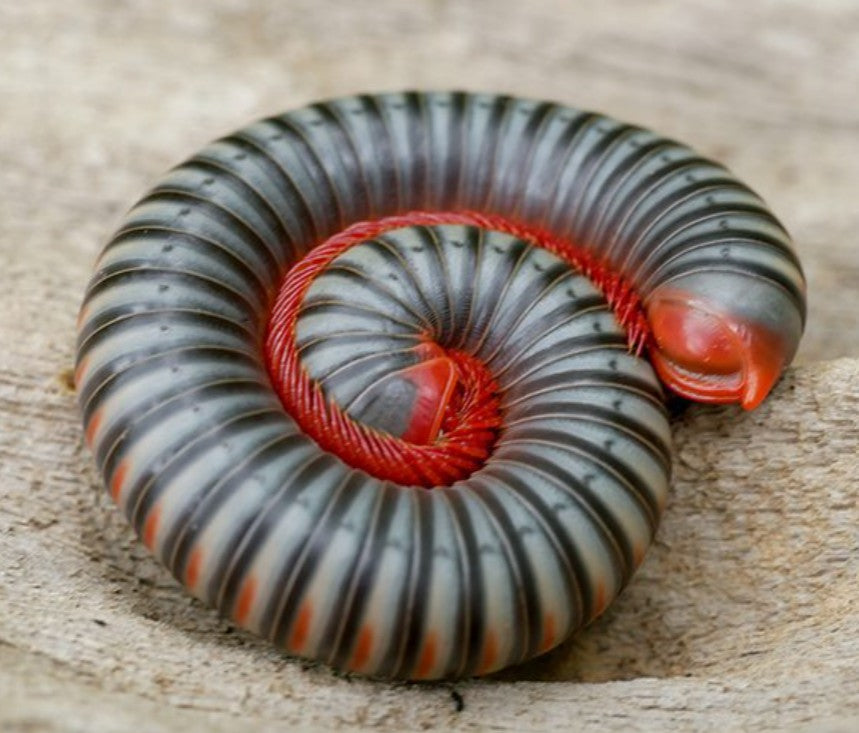 Atopochetus dollfusi – Thai Rainbow Millipede | Iridescent Jewel of Thailand | Live Arrival Guarantee