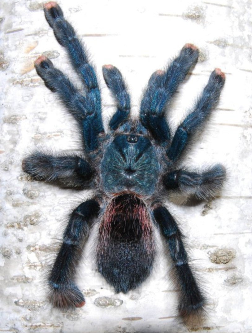Avicularia avicularia - Guyana Pink Toe Tarantula for Sale | Live Arrival Guarantee