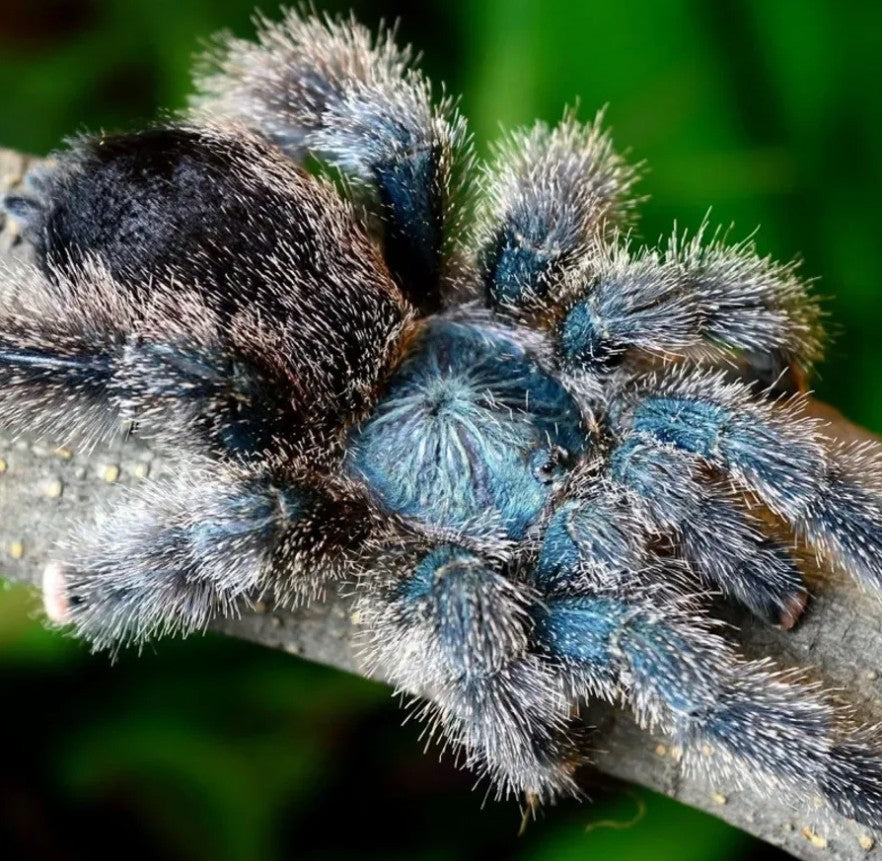 Metallic Pink Toe Tarantula for Sale - Avicularia avicularia M6