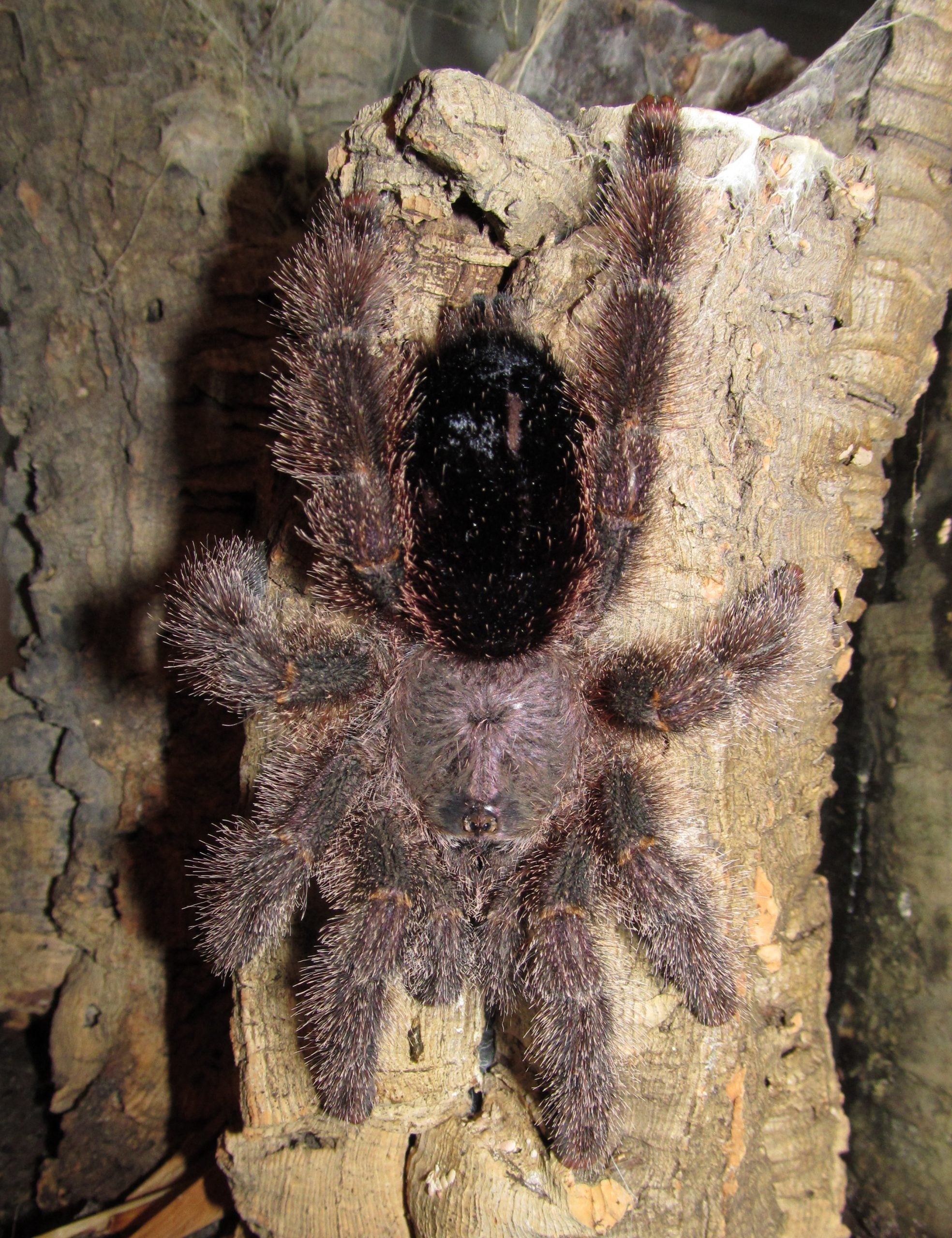 Avicularia huriana - Ecuadorian Wooly Pink Toe Tarantula for Sale | Live Arrival Guarantee