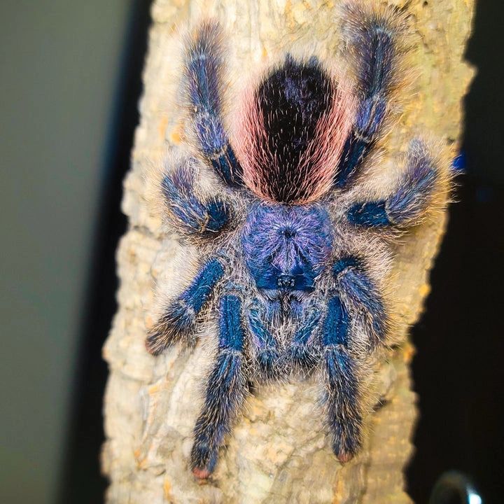 avicularia_juruensis_peru_purple_pinktoe_taran.jpg