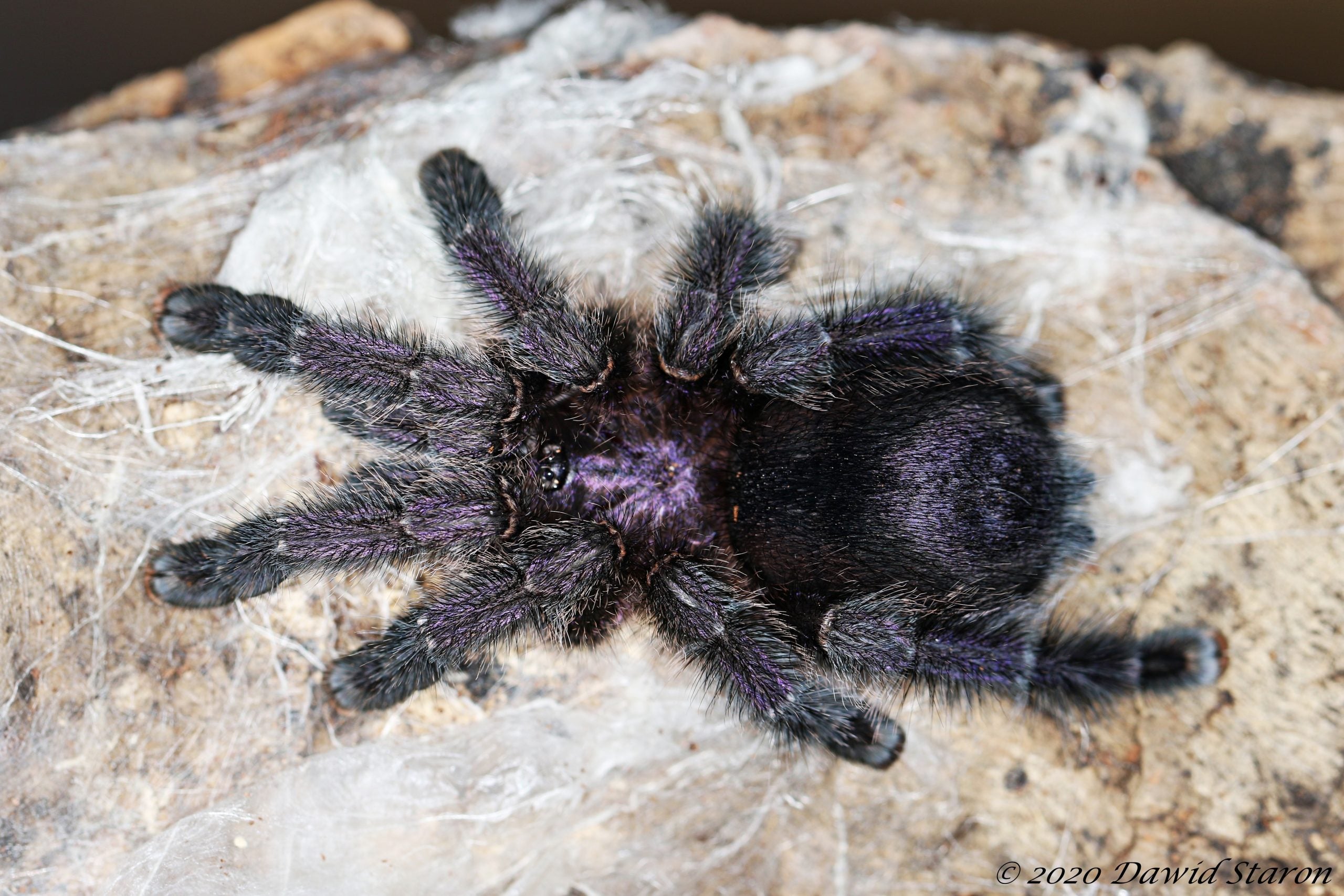 Avicularia purpurea - Purple Pink Toe Tarantula for Sale | Live Arrival Guarantee