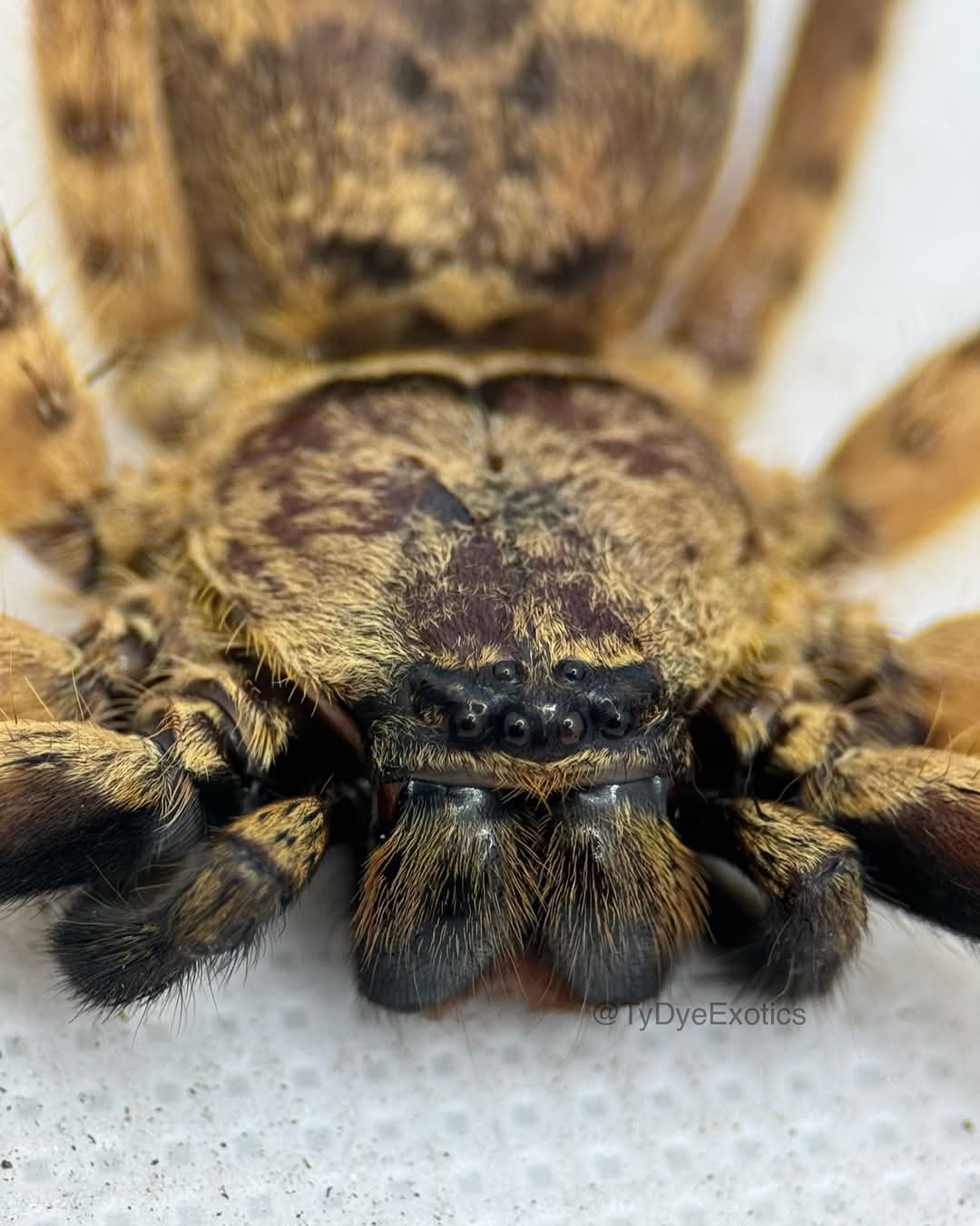 Barylestes occidentalis – Cameroon Tiger Huntsman Spider | Striking African Sparassid | Live Arrival Guarantee