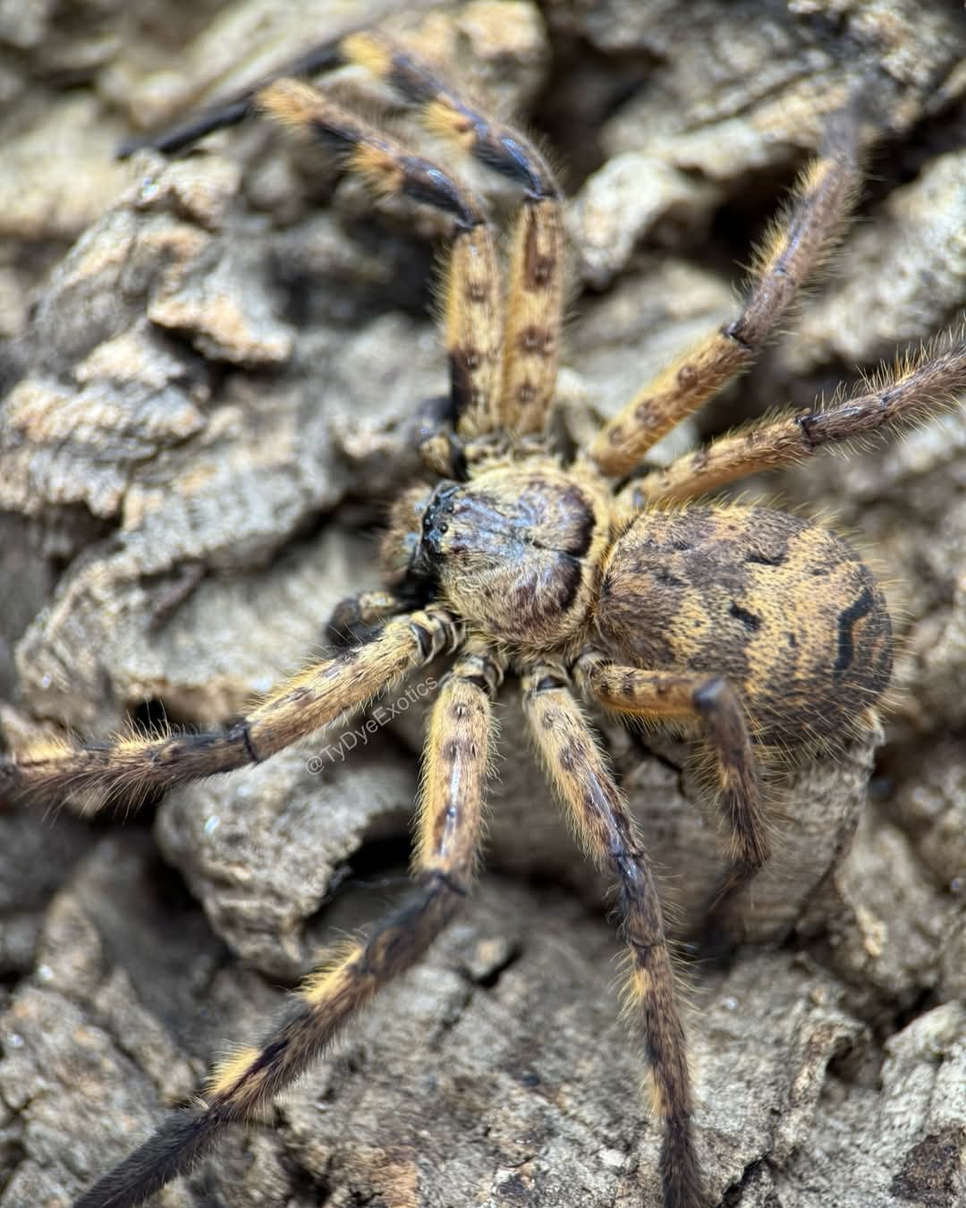 Barylestes occidentalis – Cameroon Tiger Huntsman Spider | Striking African Sparassid | Live Arrival Guarantee
