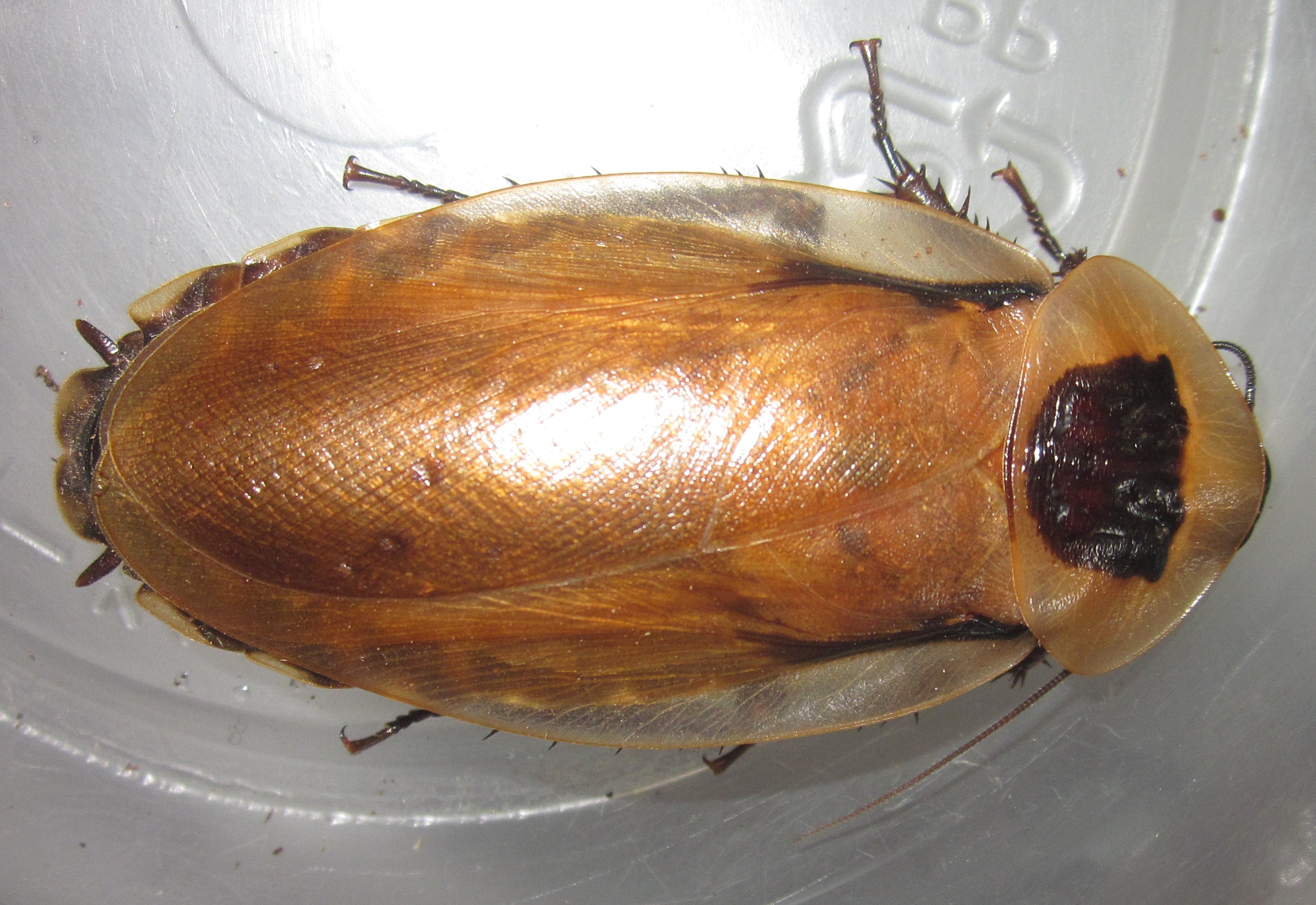 Blaberus discoidalis – Discoid Roach | Florida Legal Feeder Roach | Live Arrival Guarantee