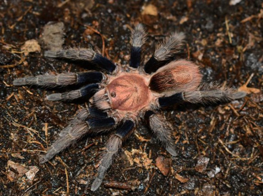 Bonnetina minax - Mexican Copperhead Tarantula for Sale | Live Arrival Guarantee