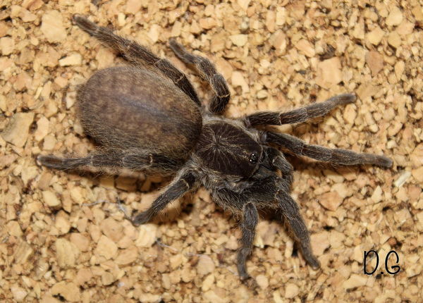 Brachionopus sp Limpopo - Limpopo Dwarf Tarantula for Sale | Live Arrival Guarantee