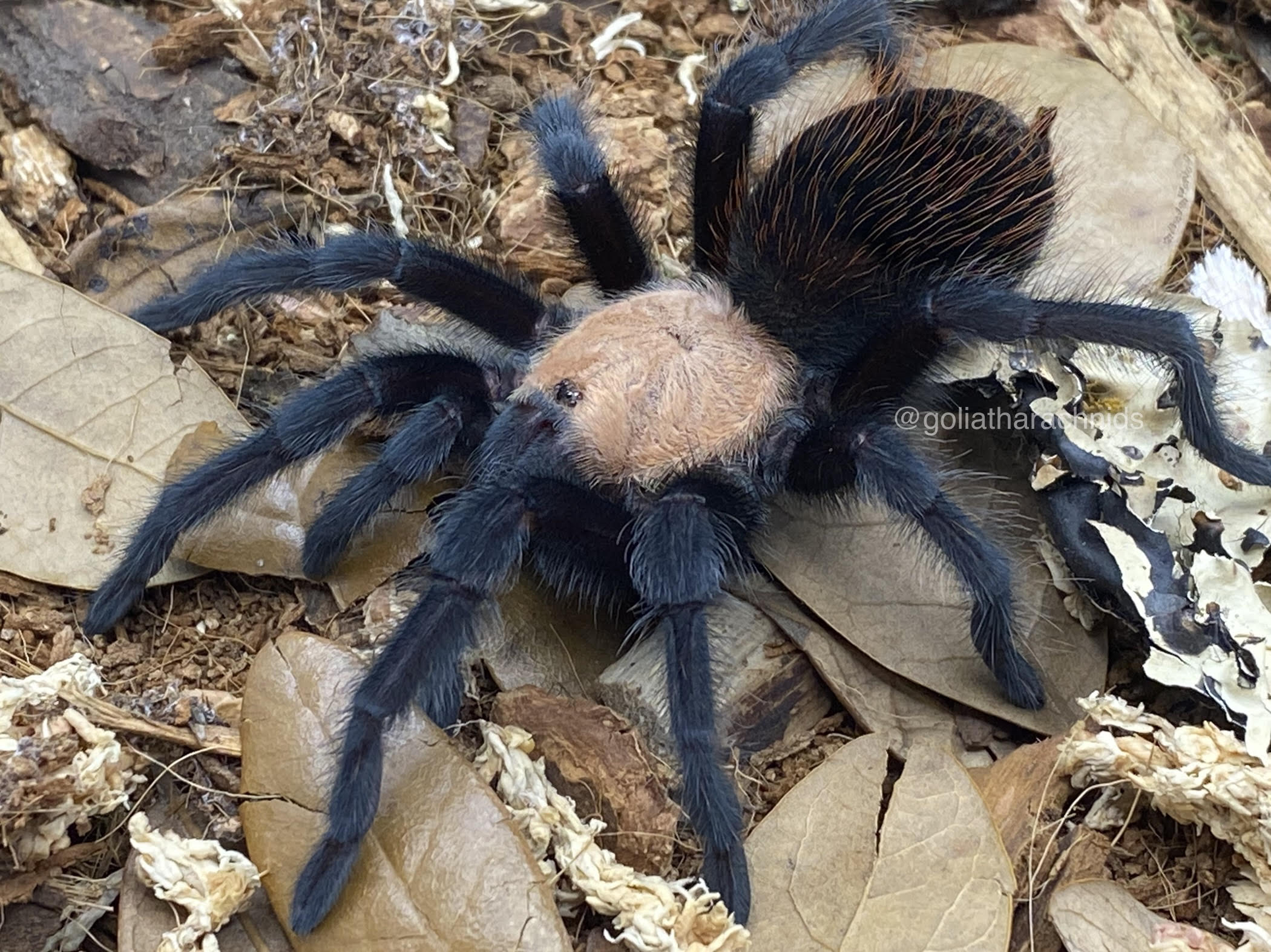 Brachypelma albiceps - Mexican Golden Red Rump Tarantula for Sale | Live Arrival Guarantee