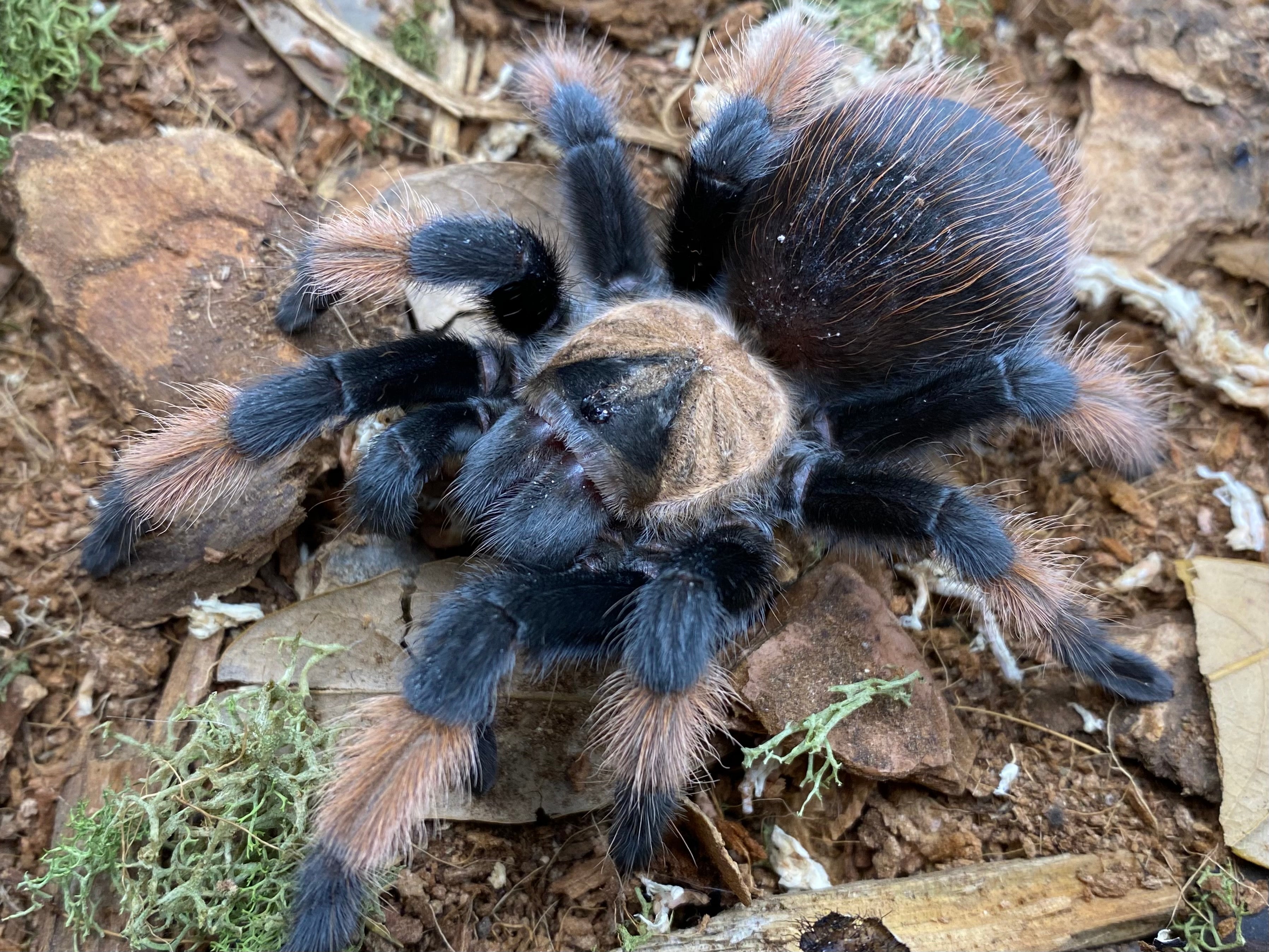 Brachypelma emilia - Mexican Red Leg Tarantula for Sale | Live Arrival Guarantee