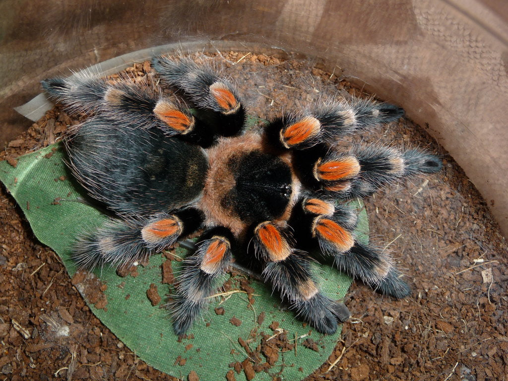 Brachypelma hamorii - Mexican Red Knee Tarantula for Sale | Live Arrival Guarantee