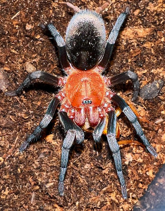 Beginner Tarantulas for Sale | Easy Care Pet Spiders - Ty Dye Exotics