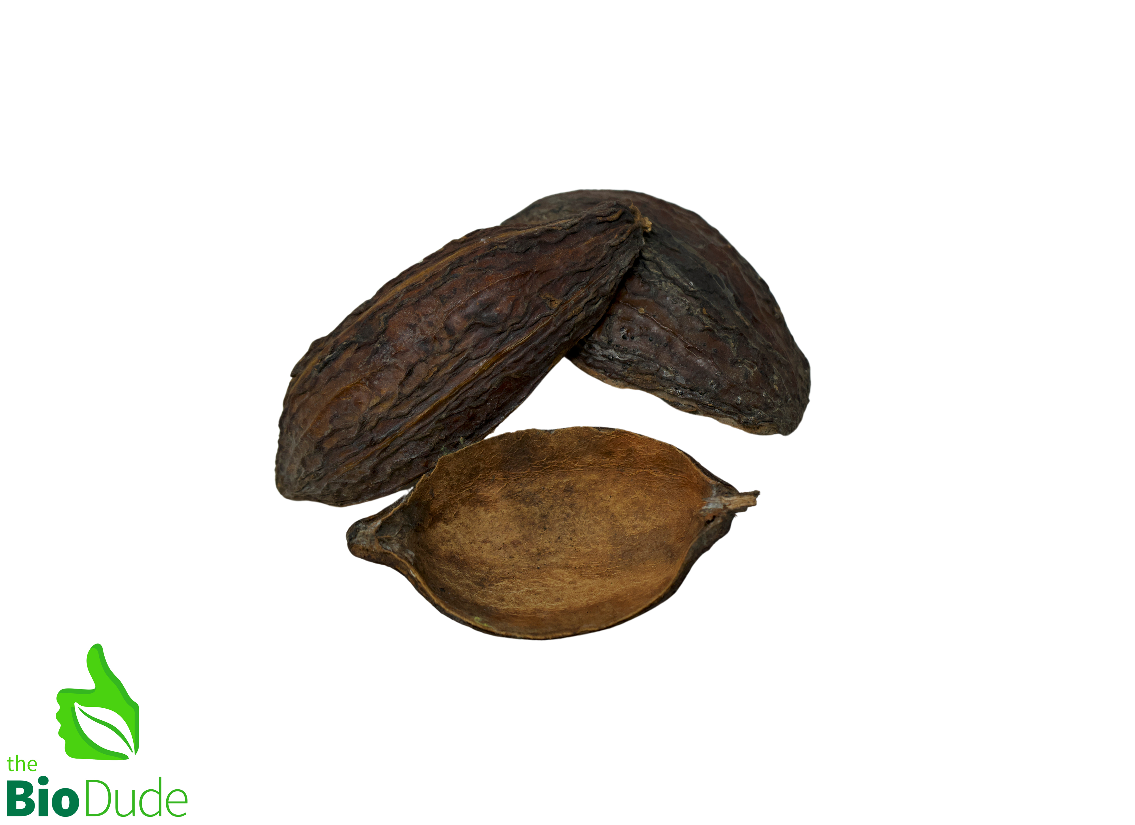 Colombian Cacao Seed Nut Pod