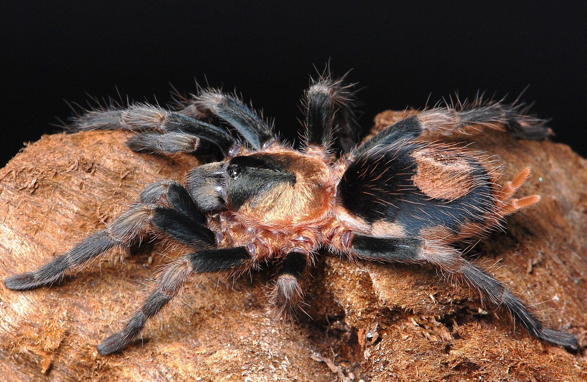 Cardiopelma mascatum - Orange Flame Rump Tarantula for Sale | Live Arrival Guarantee