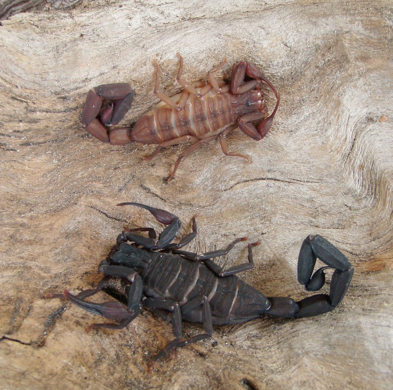 Centruroides gracilis – Florida Bark Scorpion | Large Arboreal Species | Live Arrival Guarantee