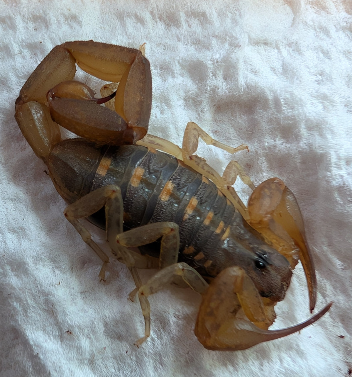 Centruroides guanensis – Bahama Long Tail Bark Scorpion | Live Arrival Guarantee