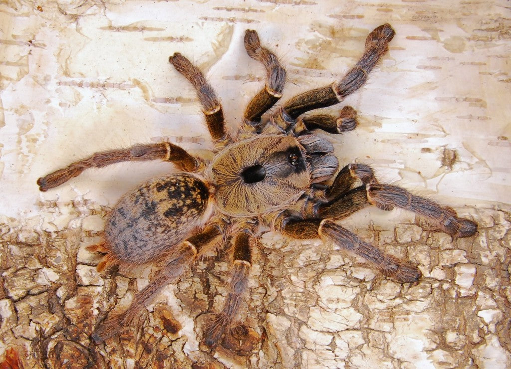 Ceratogyrus sanderi - Namibian Horned Baboon Tarantula for Sale | Live Arrival Guarantee