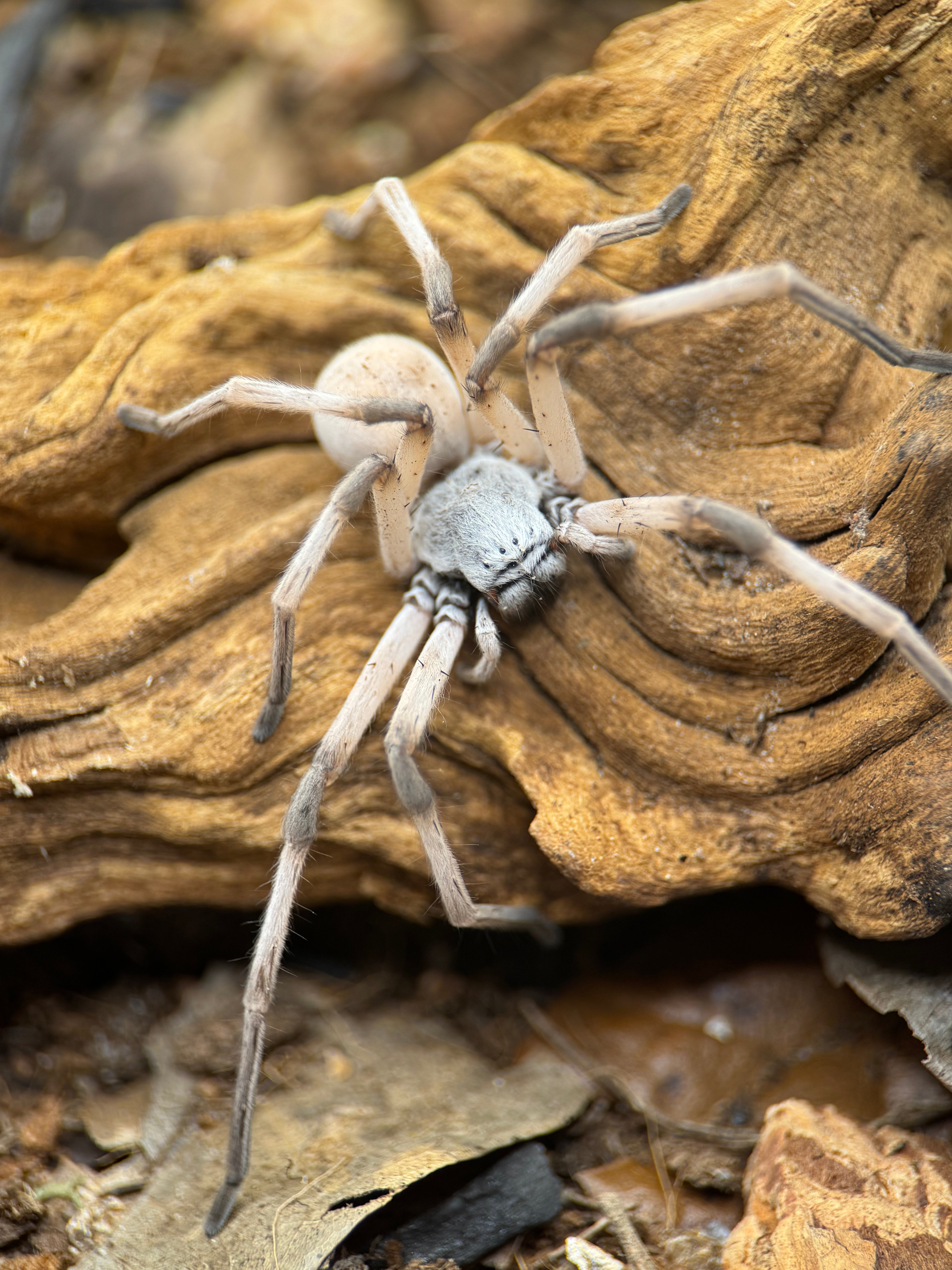 Cerbalus sp. Egypt – Dancing Lady Spider | Egyptian White Huntsman | Live Arrival Guarantee