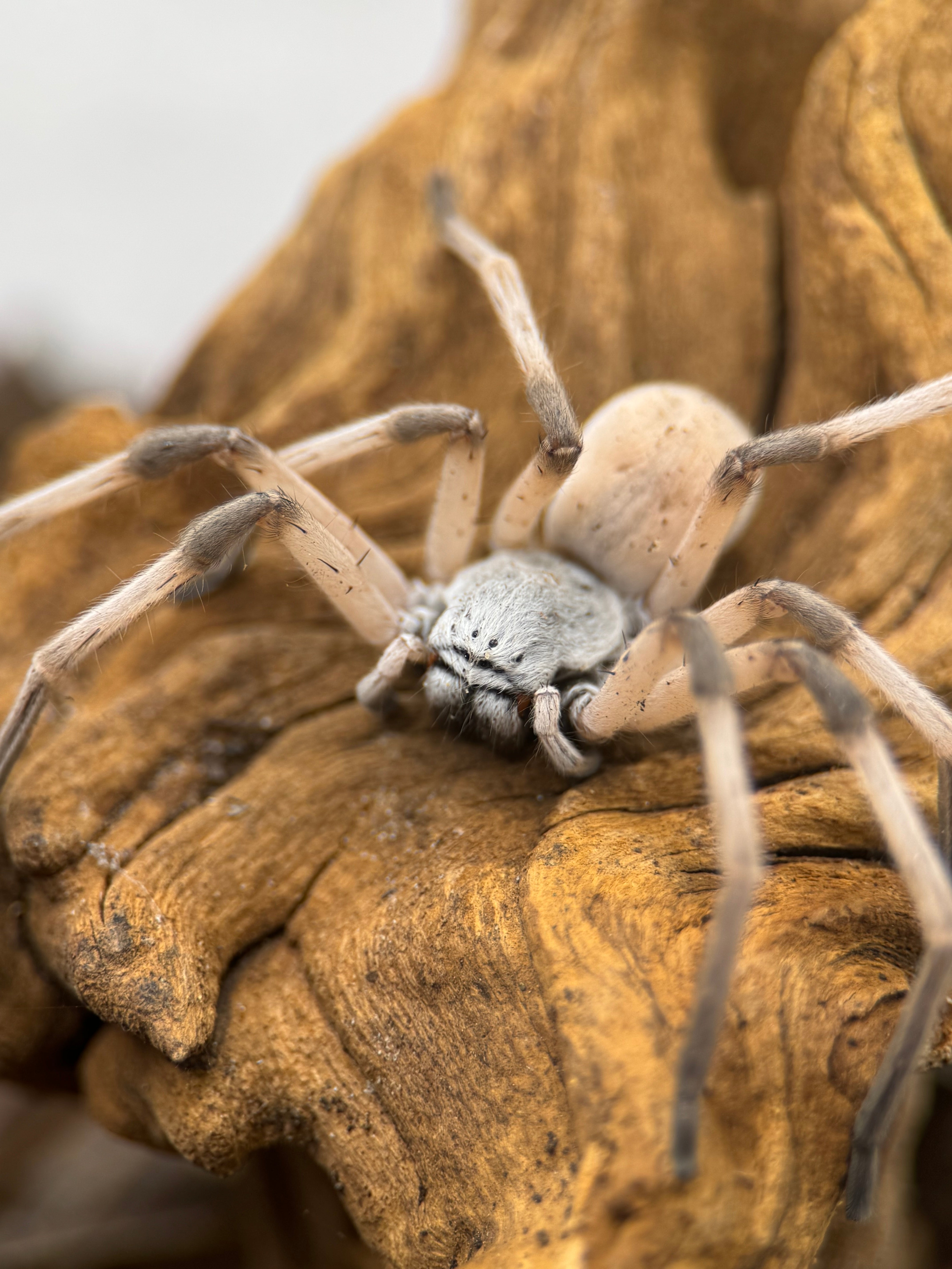 Cerbalus sp. Egypt – Dancing Lady Spider | Egyptian White Huntsman | Live Arrival Guarantee