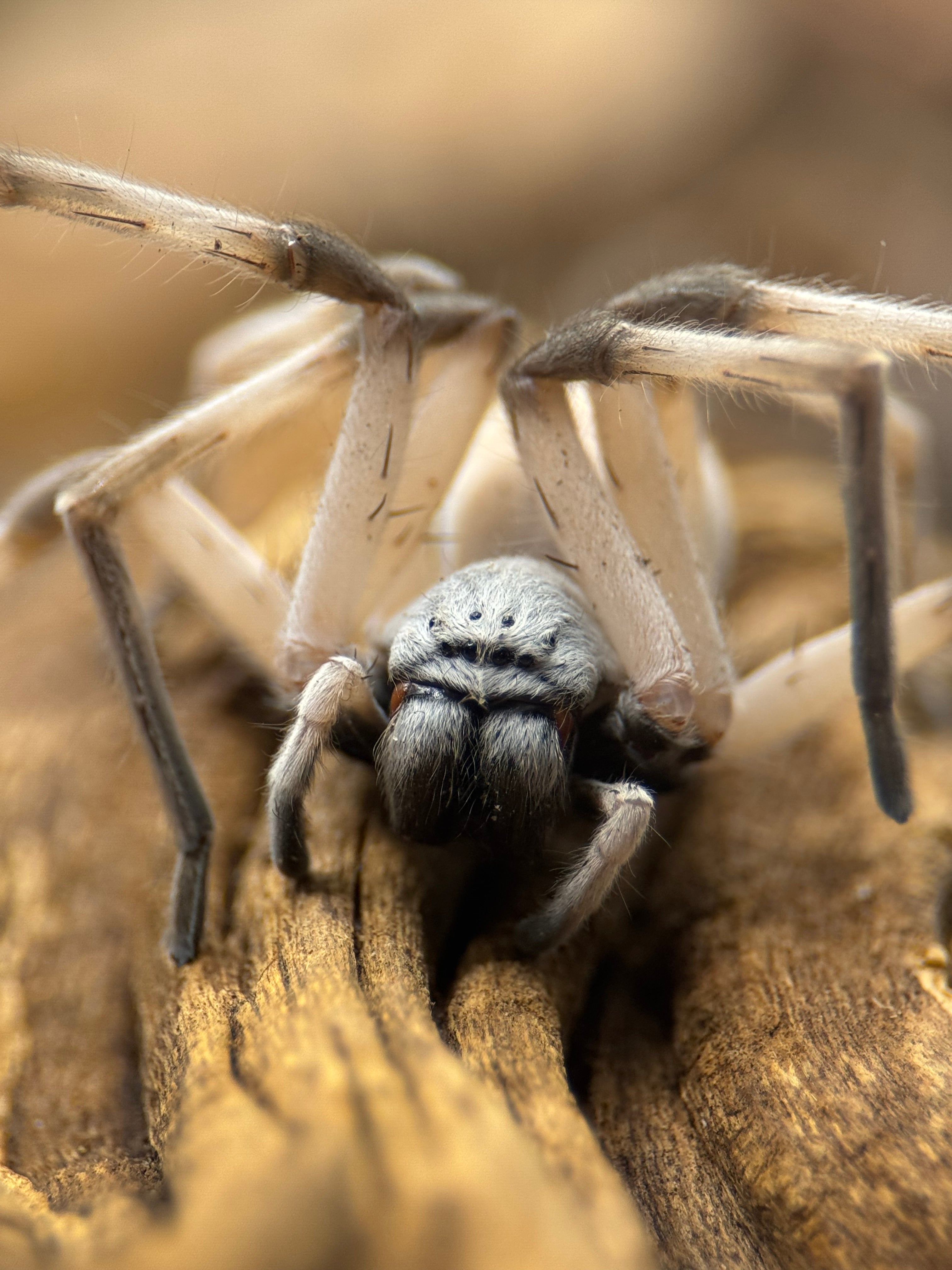 Cerbalus sp. Egypt – Dancing Lady Spider | Egyptian White Huntsman | Live Arrival Guarantee