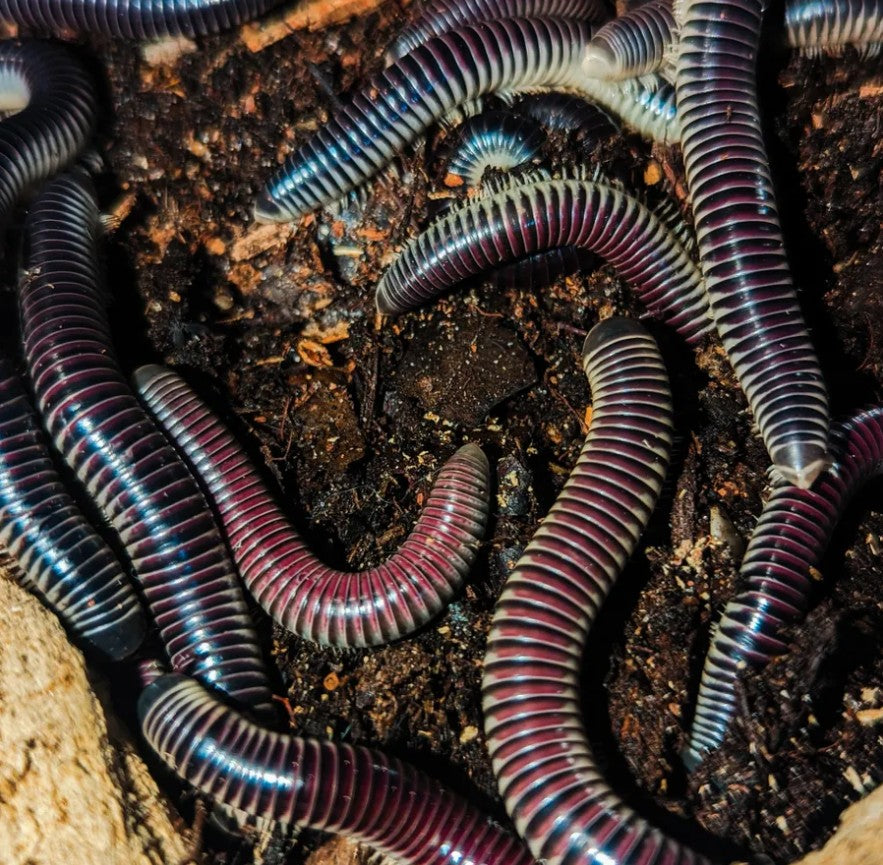 Chicobolus spinigerus – Purple Rainbow Ivory Millipede | Special Purple Morph | Live Arrival Guarantee