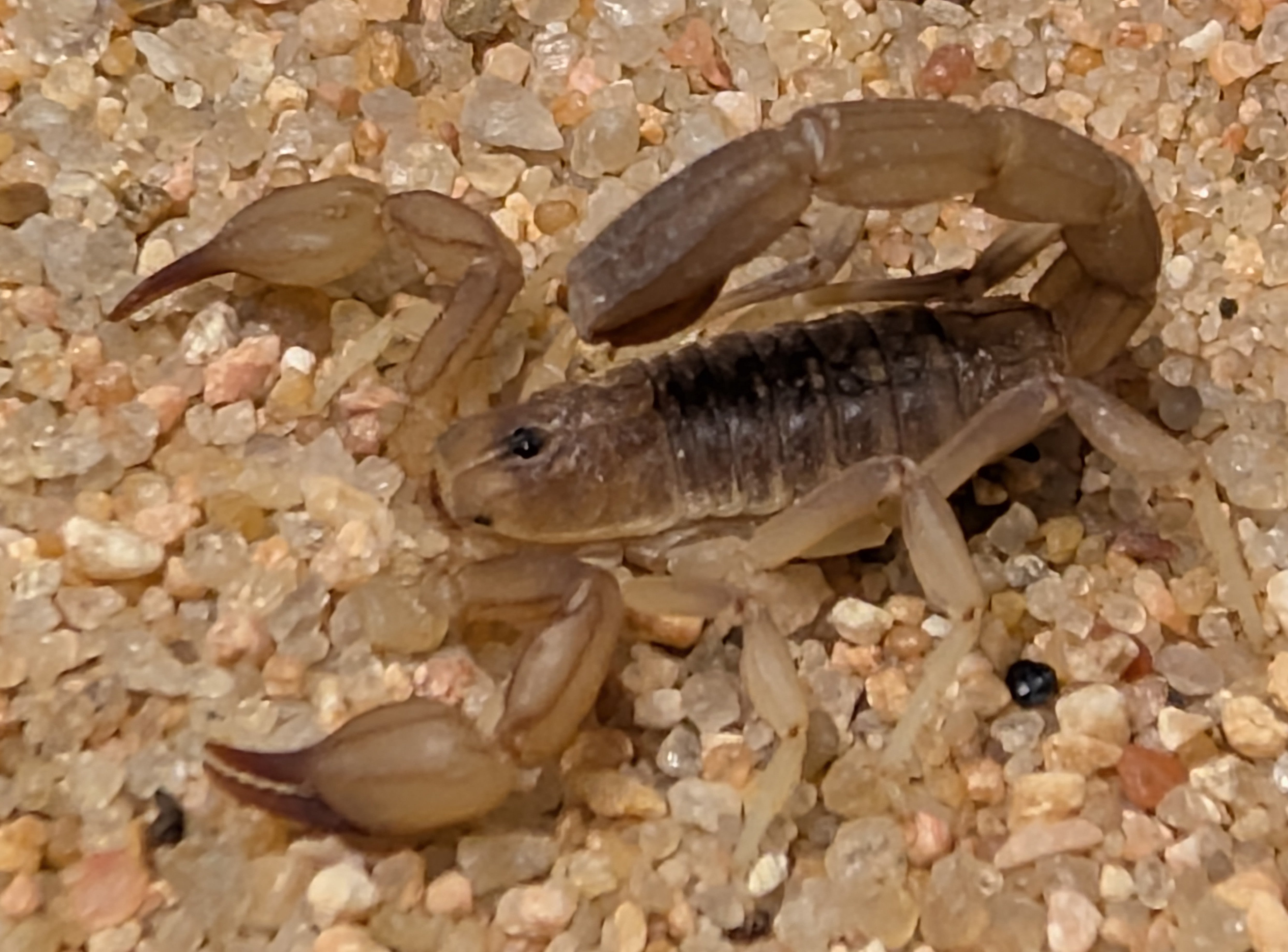 Chihuahuanus coahuilae – Lesser Stripe Tail Scorpion | North American Desert Scorpion | Live Arrival Guarantee