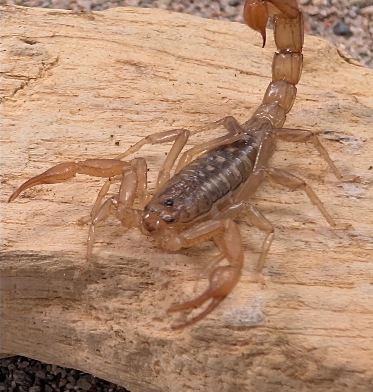 Chihuahuanus globosus – Chihuahuan Roundclaw Scorpion | Live Arrival Guarantee