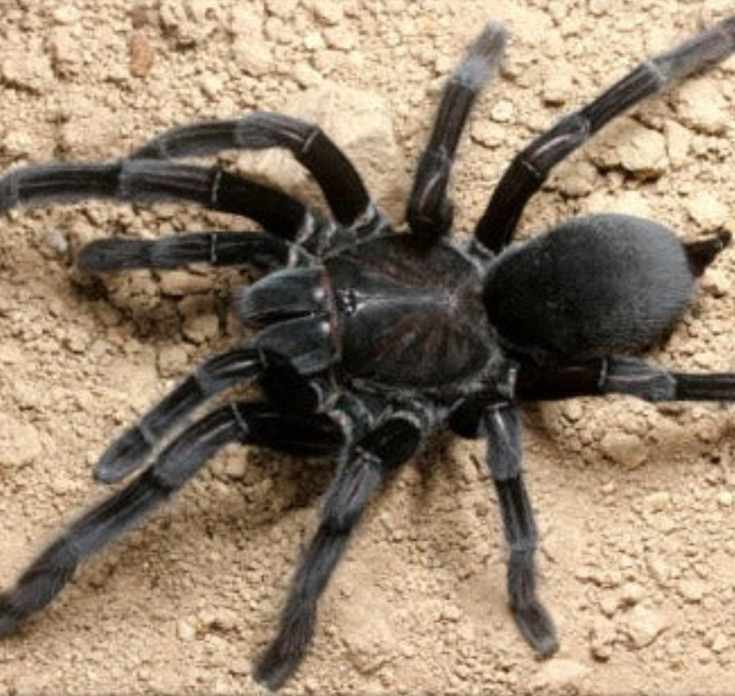 Chilobrachys sp Kaeng Krachan - Dark Earth Tiger Tarantula for Sale | Live Arrival Guarantee