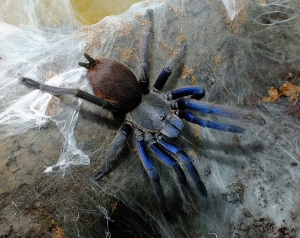 Chilobrachys dyscolus - Vietnam Blue Earth Tiger Tarantula for Sale | Live Arrival Guarantee