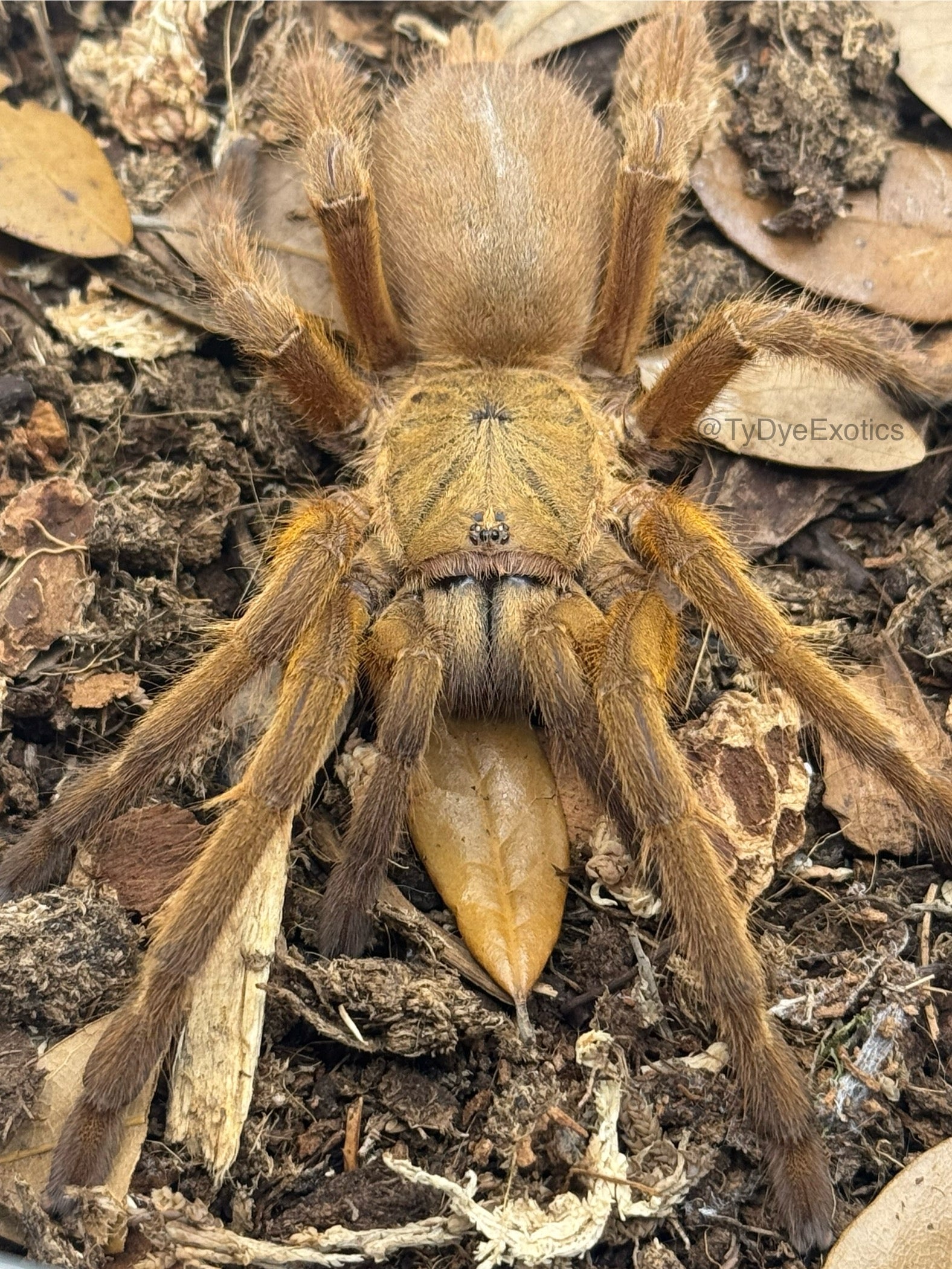 Chilobrachys huahini - Asian Fawn Tarantula for Sale | Live Arrival Guarantee